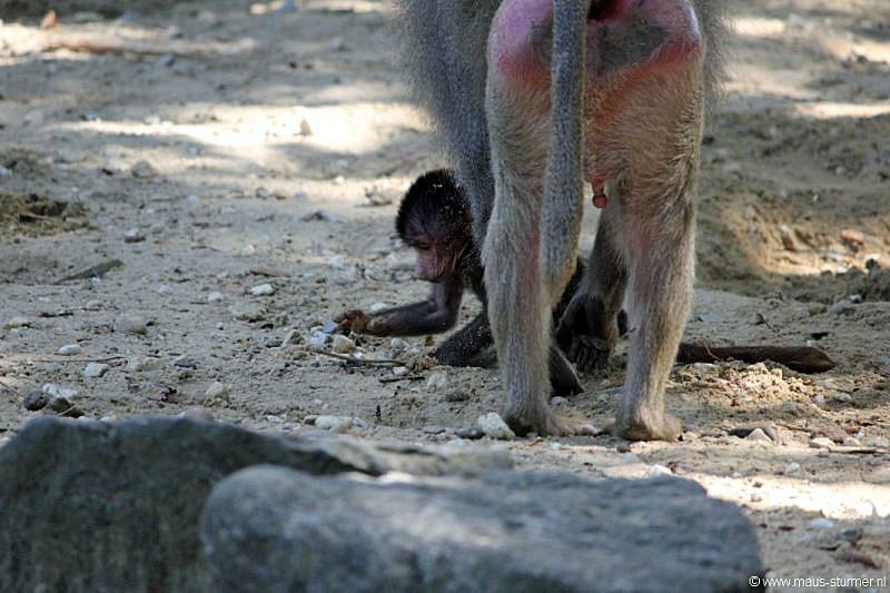 2010-08-24 (636) Aanranding en mishandeling gebeurd ook in de apenwereld.jpg